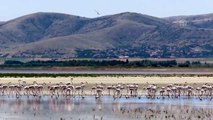 Seyfe Gölü'nde kuş yoğunluğu - KIRŞEHİR