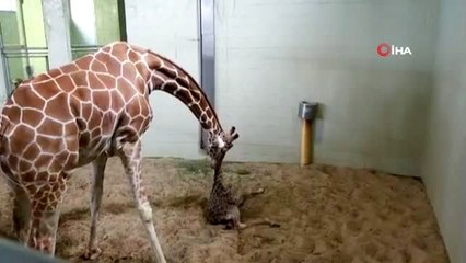 - Hayvanat Bahçesinin Yeni Üyesi İlk Adımlarını Attı