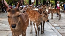 Japonya'nın kutsal sayılan koruma altındaki Nara geyikleri kilolarca plastik poşet yedikleri için...