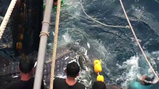 Heartwarming moment three trapped whale sharks are released from fishing trawler's net
