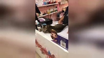 'Cheetah' cat shows off her incredible jumps across tables and high fives owner