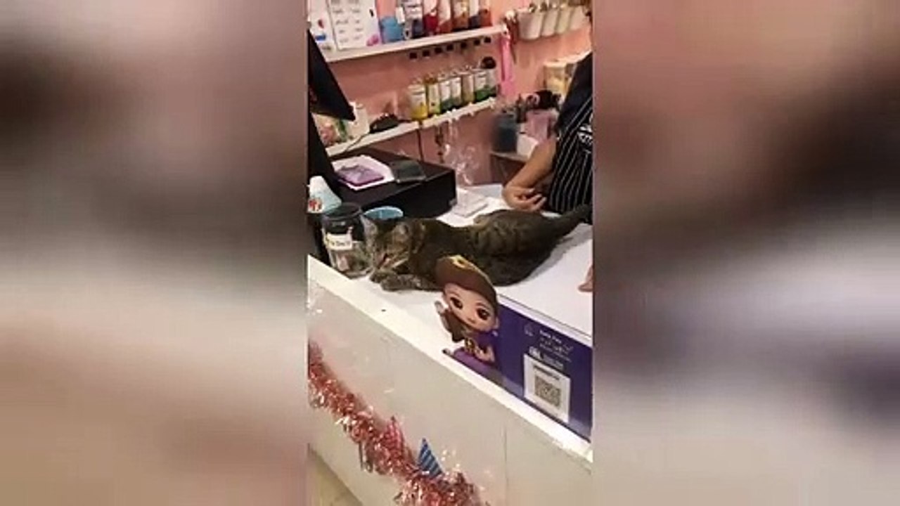 'Cheetah' cat shows off her incredible jumps across tables and high fives owner