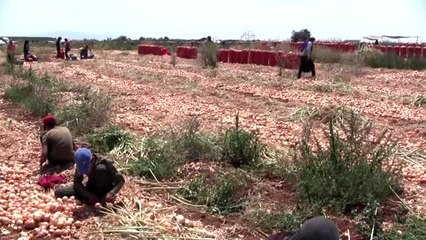 Karacabey soğanında üretim bolluğu fiyatları düşürdü