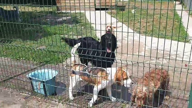 Copains comme chiens