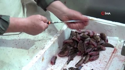 İskorpit balığı tezgahların vazgeçilmezi haline geldi
