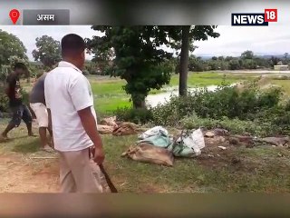VIDEO: दुर्लभ प्रजाति के मेंढकों की तस्करी, नागालैंड में चाव से खाते हैं लोग