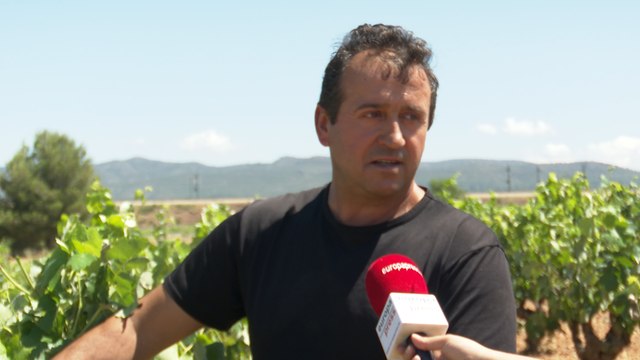 Requena sufre las consecuencias del granizo en sus viñedos