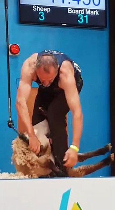 Gérald Dupaquier a participé aux championnats du monde de tonte de moutons