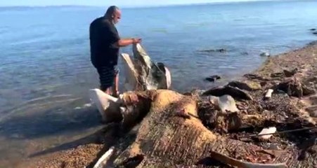 Gören telefona sarıldı! Saros'ta kıyıya, devasa kemikler vurdu