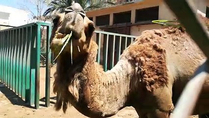 Baby Feeds Hungry African Camel In Zoo