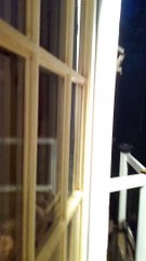 Doggo and Wild Deer Make Unlikely Friends