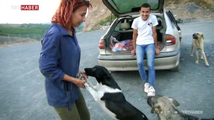 Dilek öğretmen terk edilmiş hayvanları besliyor