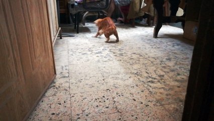 Male Cat Wants Owner To Attention To Play