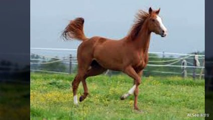 울릉출장안마 ト출장샤워う ｛카톡UV73｝울릉전지역출장안마 울릉오피걸 울릉출장샵 울릉출장안마 울릉콜걸샵 출장마사지モムり