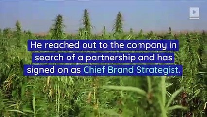 Jay-Z Enters the Legal Cannabis Business