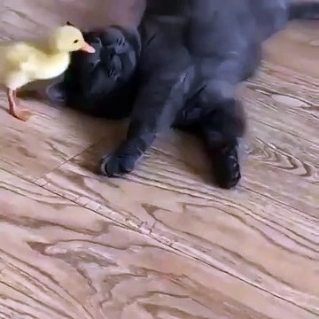 Cette superbe chatte noire joue avec un caneton. Trop cute !