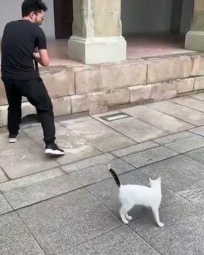 Cette chatte est un vrai model photo. Admirez ces poses !