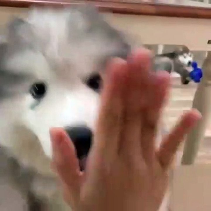 Ce bébé Husky adore donner la patte. Essayer de ne pas fondre en regardant ça !