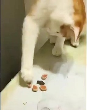 Ce chat joue à un drôle de jeu. Regardez !