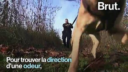 Détecter un cancer, retrouver un chemin… Comment l'odorat du chien fonctionne-t-il ?