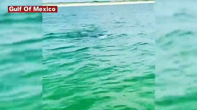Watch: Giant Manta Ray Swims In Gulf Of Mexico