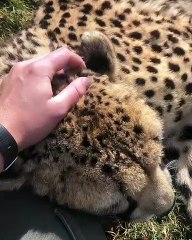 Quand on atteint cet endroit très sensible chez le guépard. Réaction trop cute !