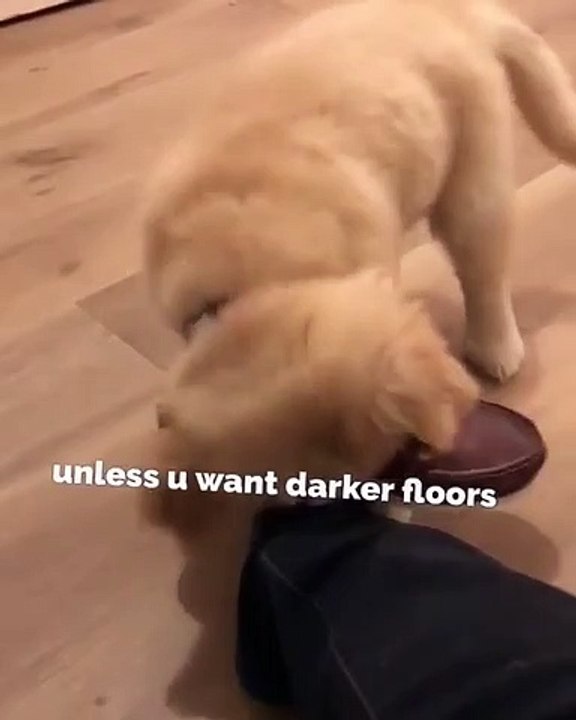 Ce mignon chiot joue à un jeu très risqué. Regardez !