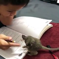 Ce maki aide ce petit garçon à réviser. Trop chou !