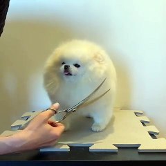 Une belle coupe fraîche pour cette adorable boule de coton. Splendide !