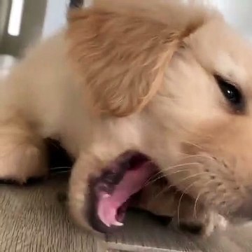 Ce chiot adore croquer son os pendant des heures. Regardez le !