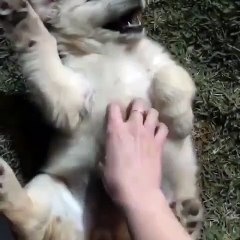 Cette chienne adore quand on la chatouille. A voir !