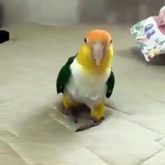 Cette perruche adore prétendre qu'elle est morte. Hilarant !