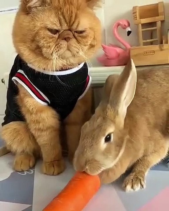 Quand un chat qui n'aime pas les lapins reçoit un visiteur. Hilarant !