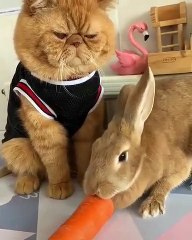 Quand un chat qui n'aime pas les lapins reçoit un visiteur. Hilarant !
