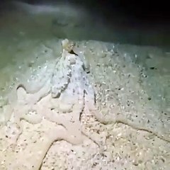 Le camouflage de cette poulpe est tout simplement incroyable! Regardez !