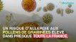 Pollens de graminées : un risque d'allergies très élevé en France