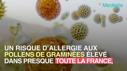 Pollens de graminées : un risque d'allergies très élevé en France