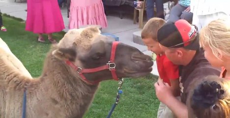 The Cutest Kids and Animals Compilation 2019 Funny Pet Videos