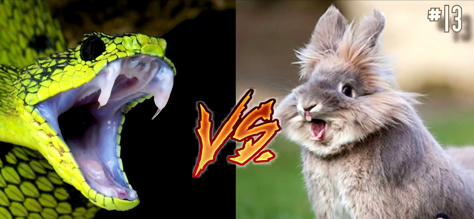 14 CRAZIEST Animal Fights Caught On Camera