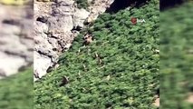 Yüksekova’da dağ keçisi sürüsü görüntülendi