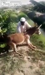 Cet âne fout son maître à l'eau pour traverser une rivière !
