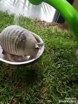 Regardez cet Armadillo prendre son bain dans un bol !