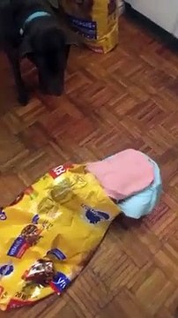 Cette fillette plonge dans le sac de croquettes pour nourrir le chien !