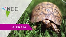 Liberan tortugas de un programa de reproducción en Galápagos