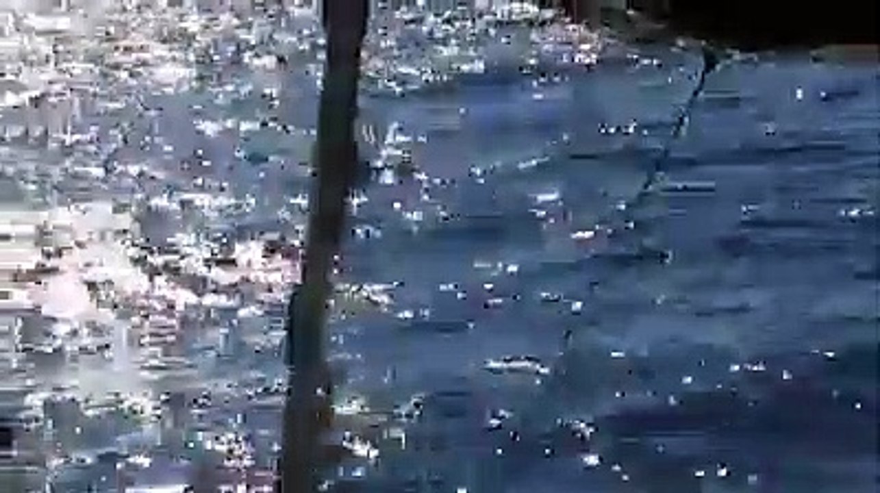 Blue Whale tail up Mirissa Sri Lanka
