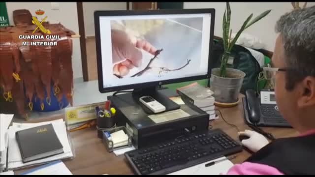 203 personas detenidas por tráfico de especies protegidas