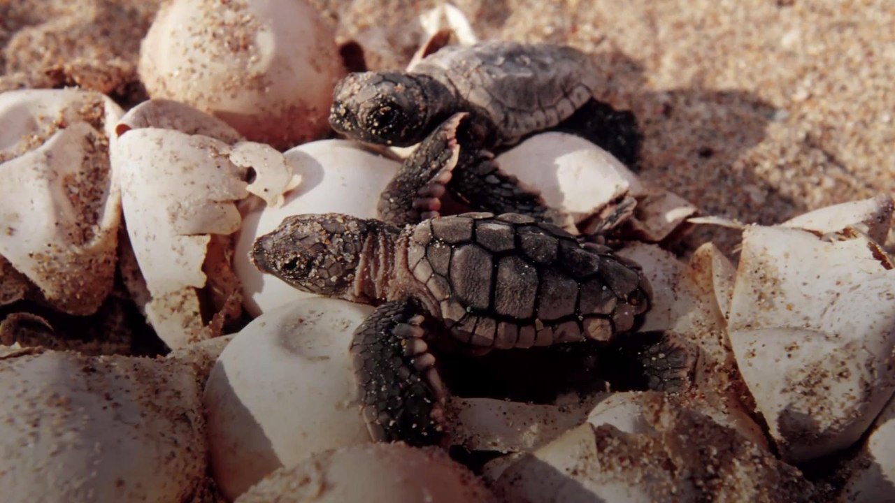 Watch this Mama Sea Turtle Lay Her Eggs on a South Carolina Beach