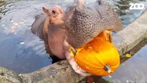 Cet hippopotame aime beaucoup les citrouilles... Miam miam