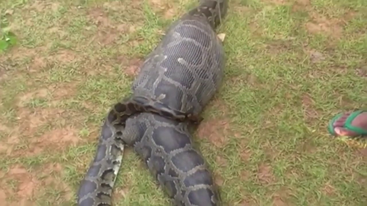Des villageois trouvent un python qui a avalé une chèvre en entier