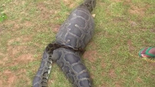 Des villageois trouvent un python qui a avalé une chèvre en entier
